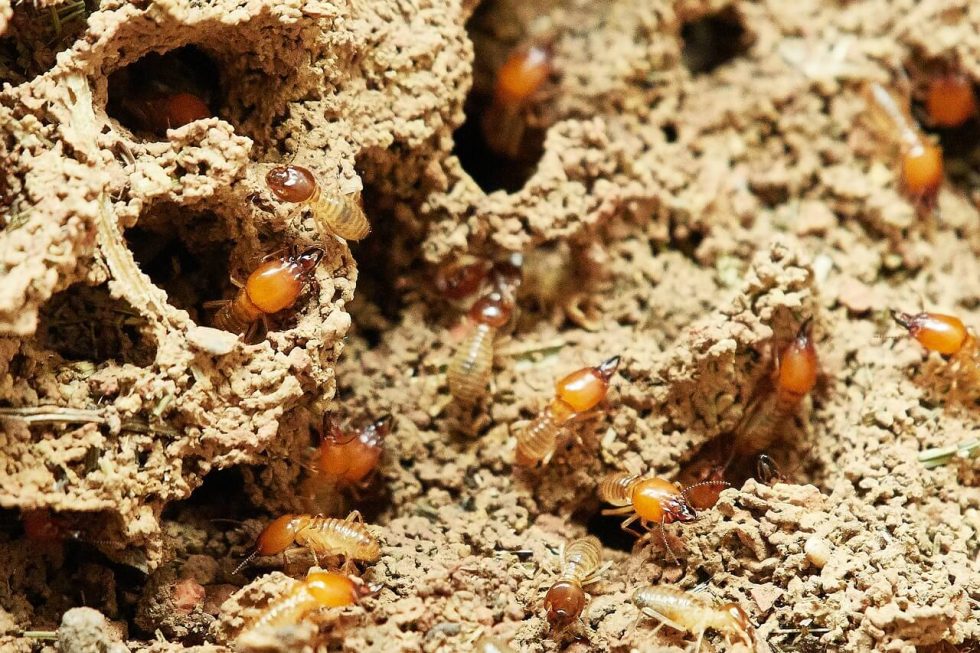 Termite Control in Houston - Sovereign Pest Control