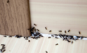 ants congregating along base board