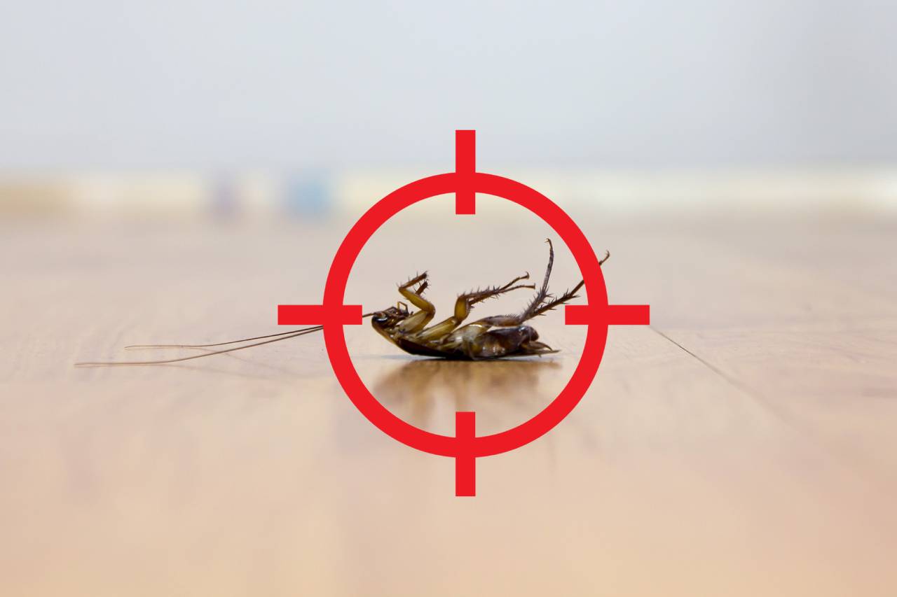 cockroach with red target on it