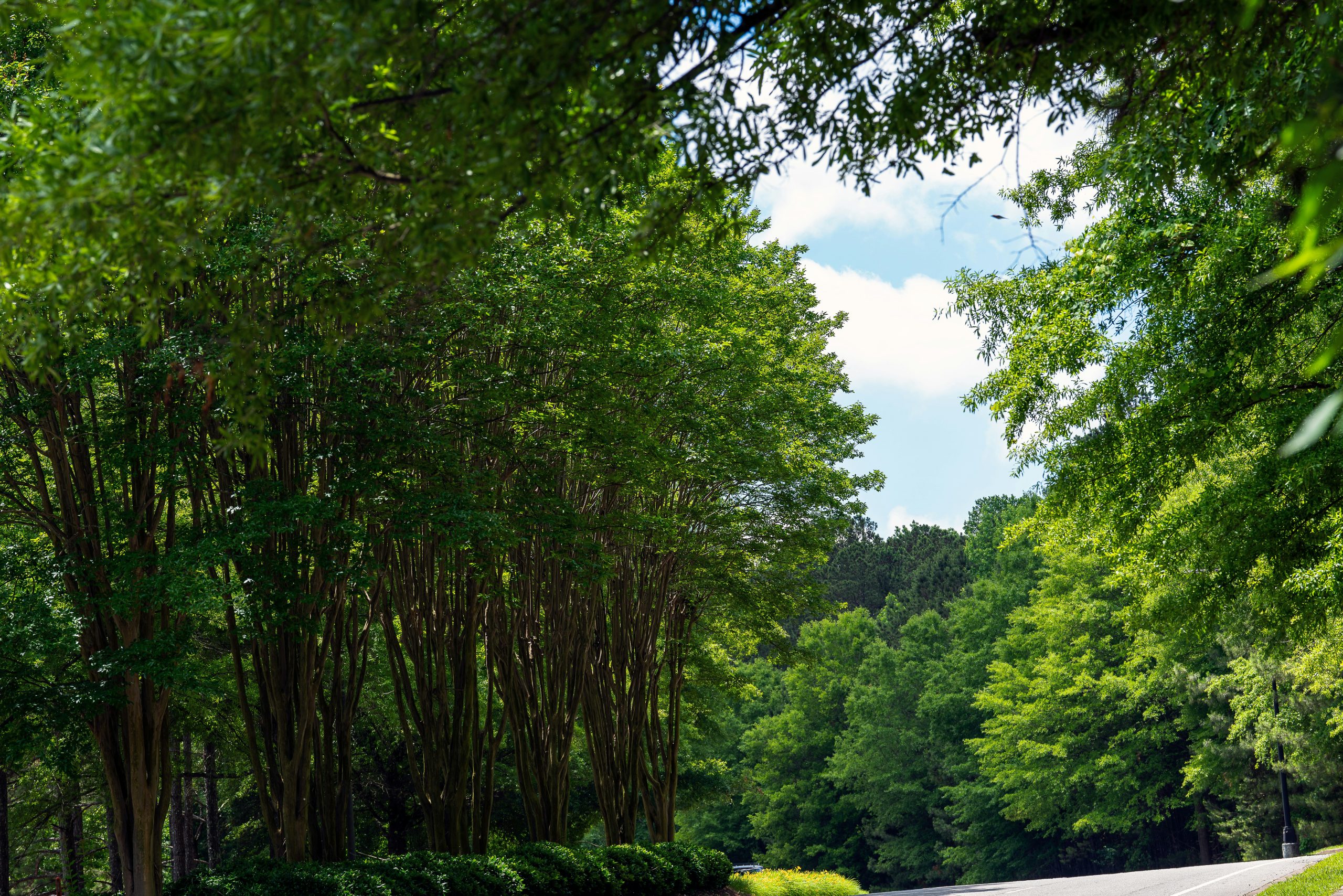 pest control in alpharetta, GA
